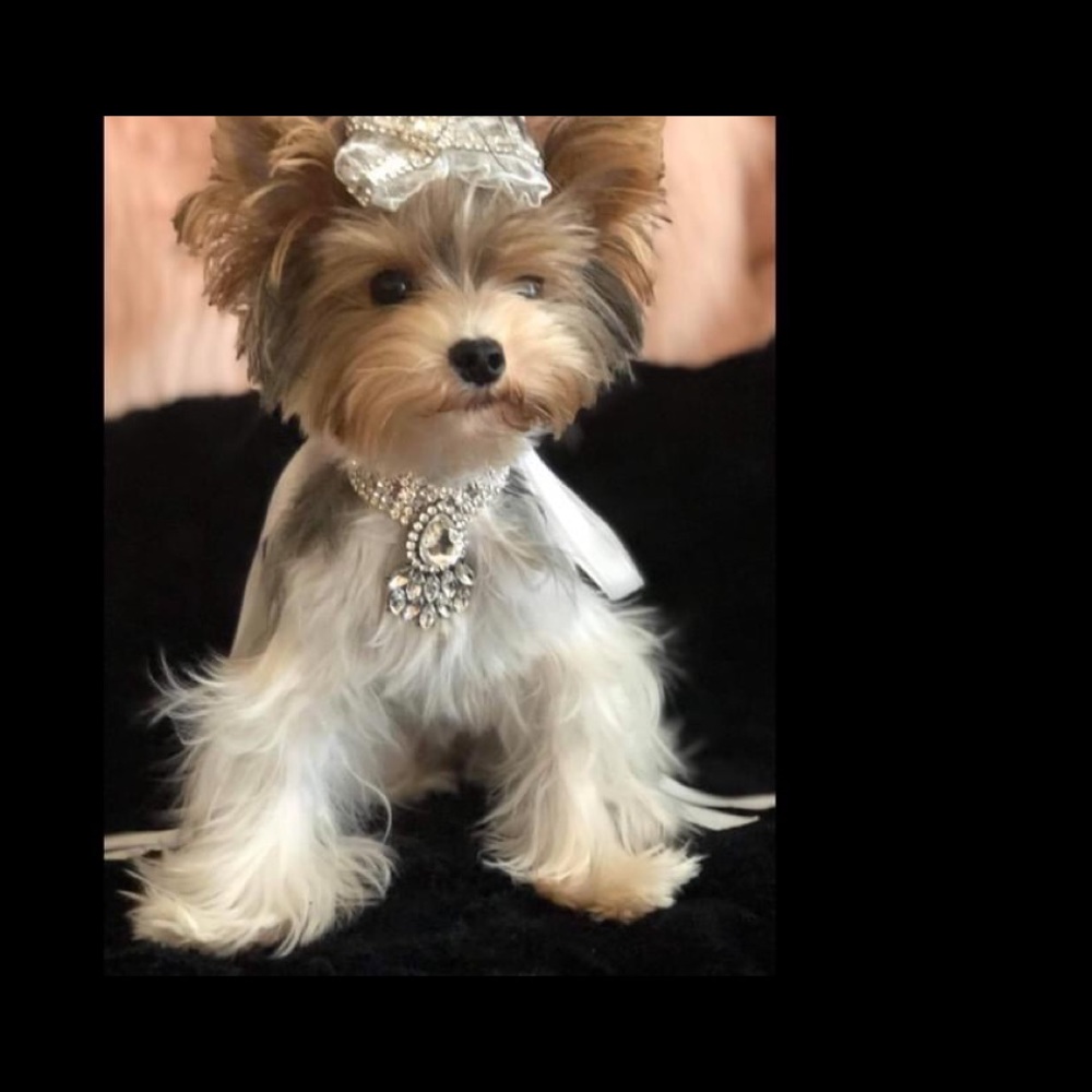 Custom made Rhinestone pet Collar - Picture 5 of 8